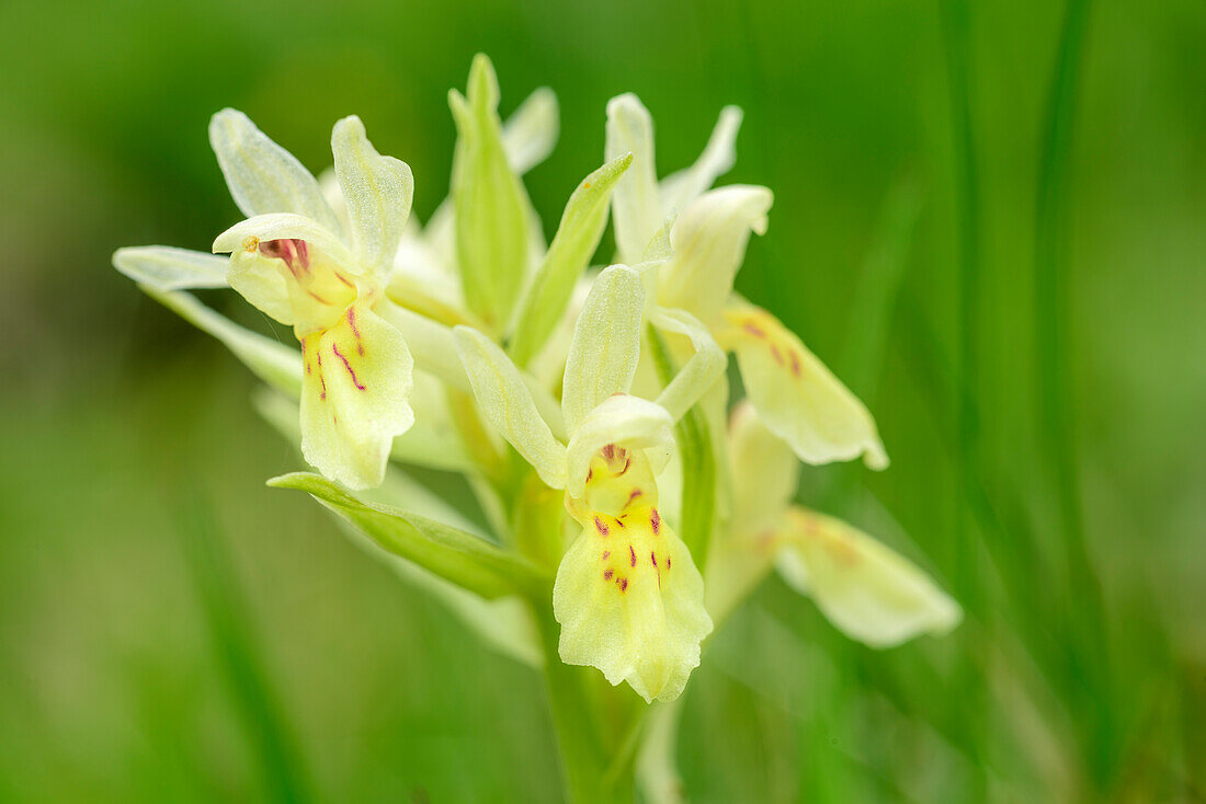 Holunderknabenkraut, Dactylorhiza sambucina, Nationalpark Hohe Tauern, Kärnten, Österreich