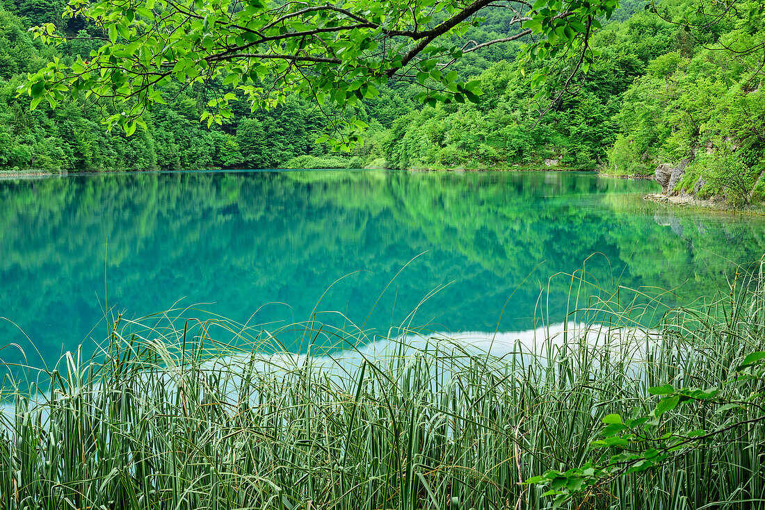 Reed and lake, Plitvice Lakes, National Park Plitvice Lakes, Plitvice, UNESCO world heritage site National Park Lake Plitvice, Croatia