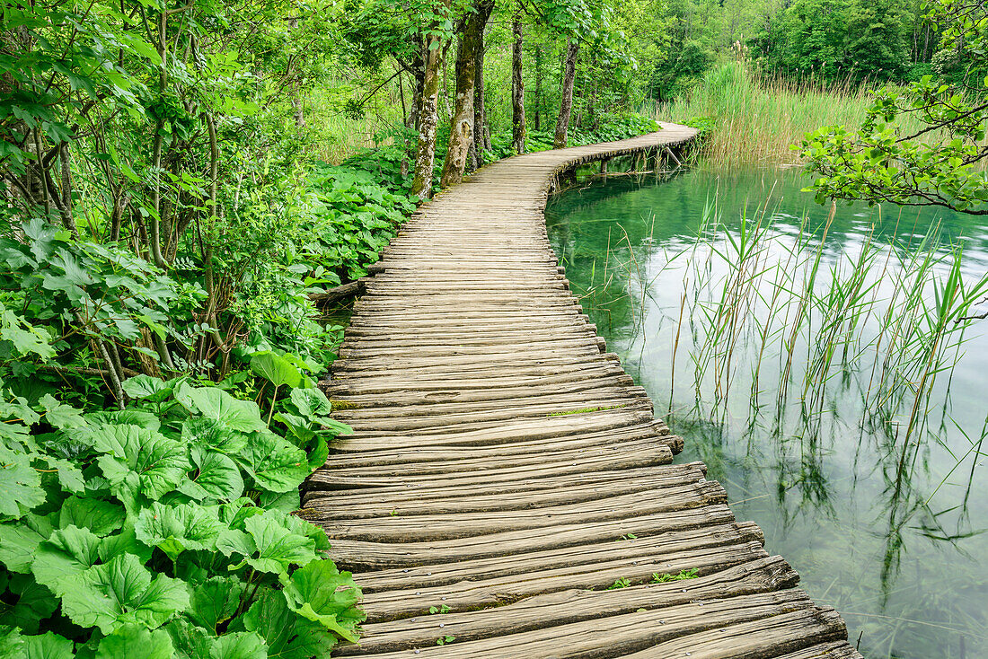 Steg im Nationalpark Plitzwitzer Seen, Plitvitzer Seen, Nationalpark Plitvitzer Seen, Plitvice, UNESCO Weltnaturerbe Nationalpark Plitvitzer Seen, Kroatien