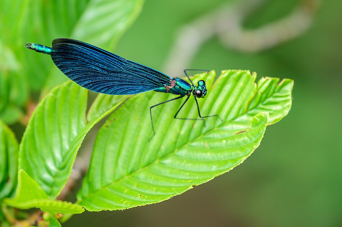 Beautiful demoiselle, Calopteryx virgo, Plitvice Lakes, National Park Plitvice Lakes, Plitvice, UNESCO world heritage site National Park Lake Plitvice, Croatia