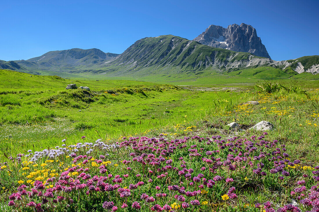 Blumenwiese mit Corno Grande in Gran Sasso-Gruppe im Hintergrund, Campo Imperatore, Gran Sasso, Abruzzen, Italien