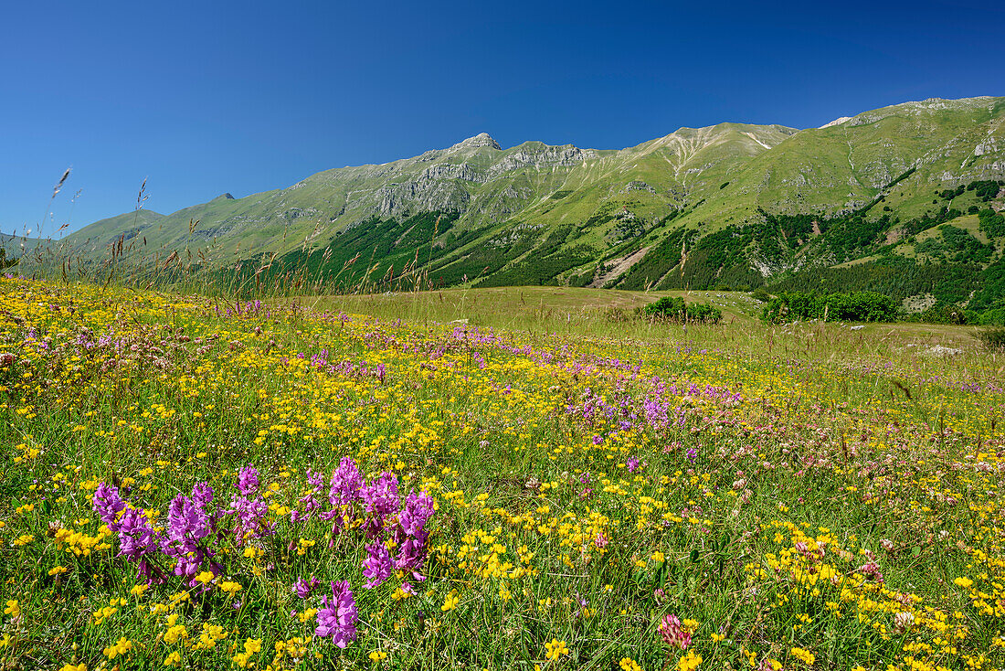 Meadow with flowers and Gran Sasso-group in background, Gran Sasso, Abruzzi, Italy