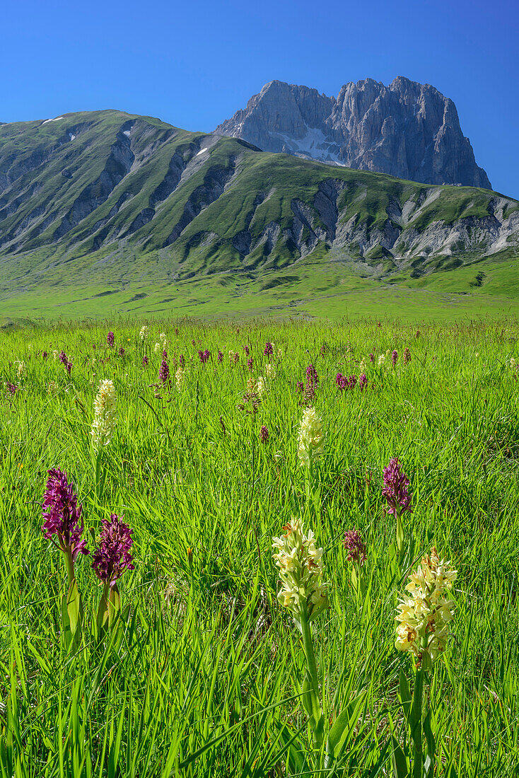 Orchideen mit Corno Grande in Gran Sasso-Gruppe im Hintergrund, Campo Imperatore, Gran Sasso, Abruzzen, Italien