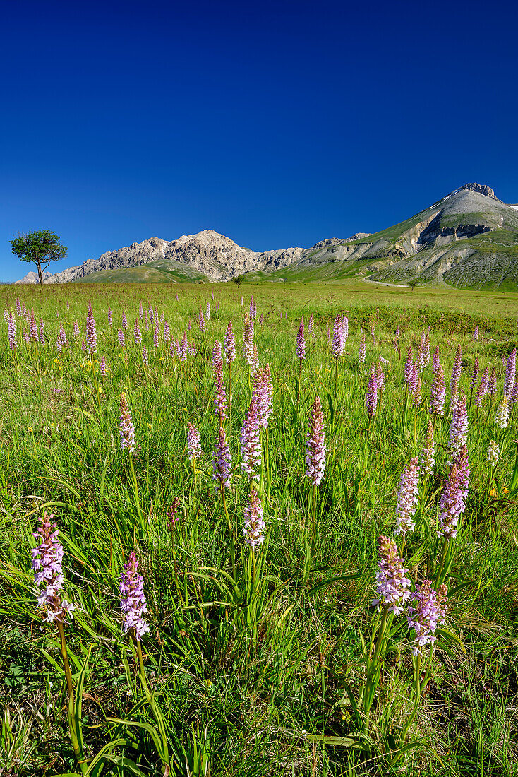 Meadow with orchids with Pesco Falcone in background, Campo Imperatore, Gran Sasso, Abruzzi, Italy