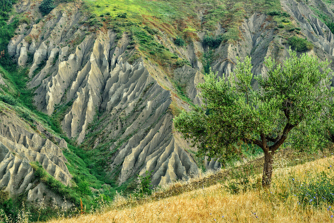 Erosionslandschaft bei Atri, Calanche di Atri, Atri, Abruzzen, Italien