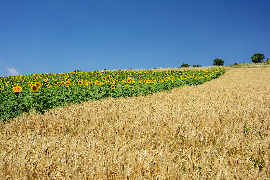 Field of sunflowers and field of corn, Marche, Italy