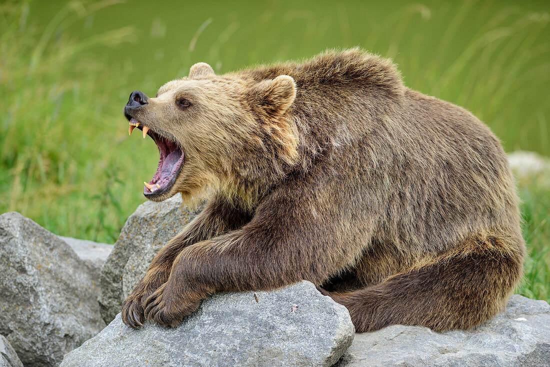 Brown bear yawning and showing his teeth, Upper Bavaria, Bavaria, Germany