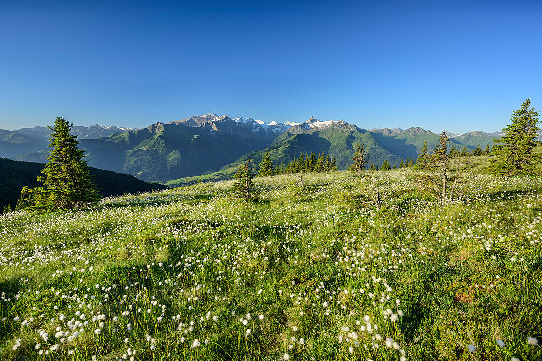 Wollgraswiese mit Hohe Tauern im Hintergrund, Pinzgauer Spaziergang, Kitzbüheler Alpen, Salzburg, Österreich