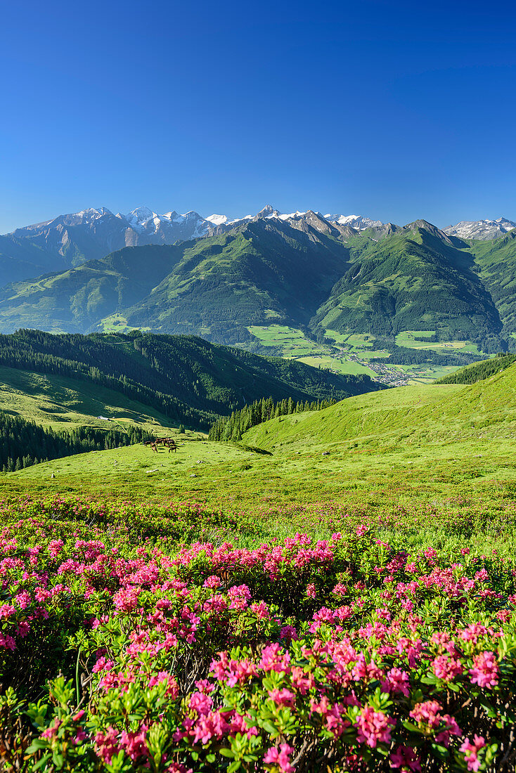 Alpine roses in blossom with High Tauern in background, Pinzgauer Spaziergang, Kitzbuehel Alps, Salzburg, Austria