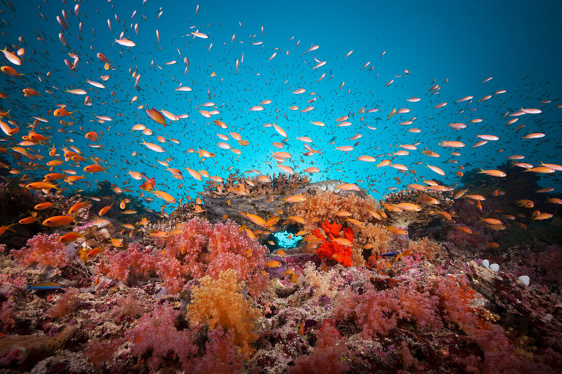 Colored Coral Reef, Felidhu Atoll, Maldives