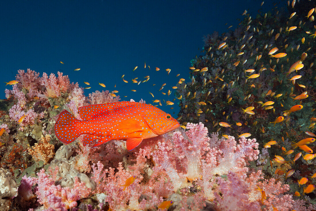 Juwelen-Zackenbarsch im Riff, Cephalopholis miniata, Sued Male Atoll, Malediven