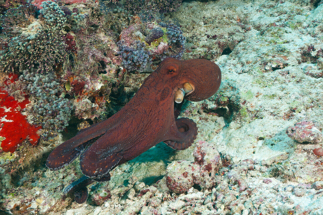 Gemeiner Oktopus, Octopus cyanea, Felidhu Atoll, Malediven