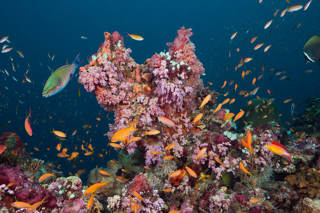 Buntes Korallenriff, Sued Male Atoll, Malediven