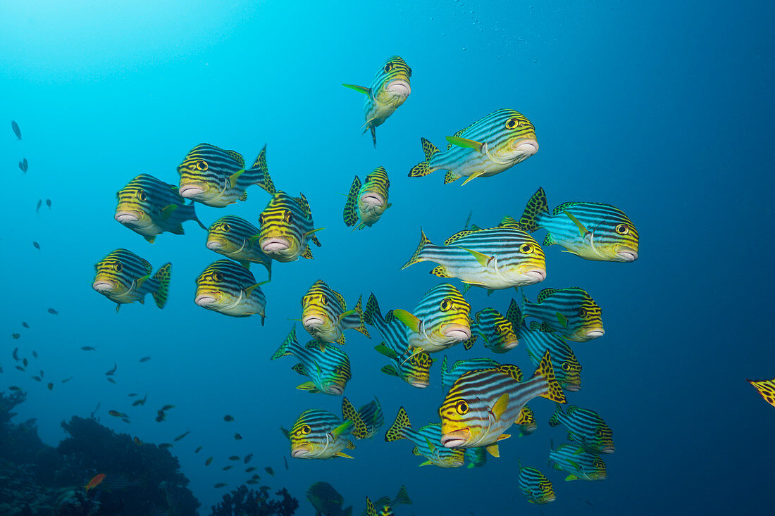 Shoal of Oriental Sweetlips, Plectorhinchus vittatus, South Male Atoll, Maldives