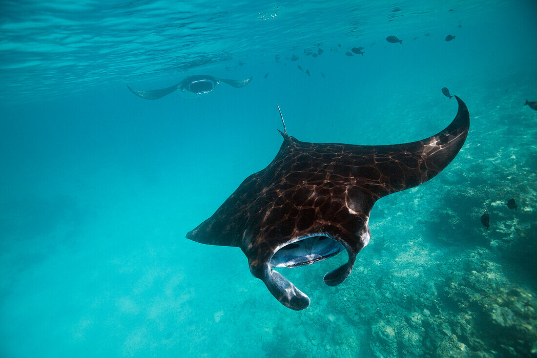 Riffmanta, Manta alfredi, Sued Male Atoll, Malediven