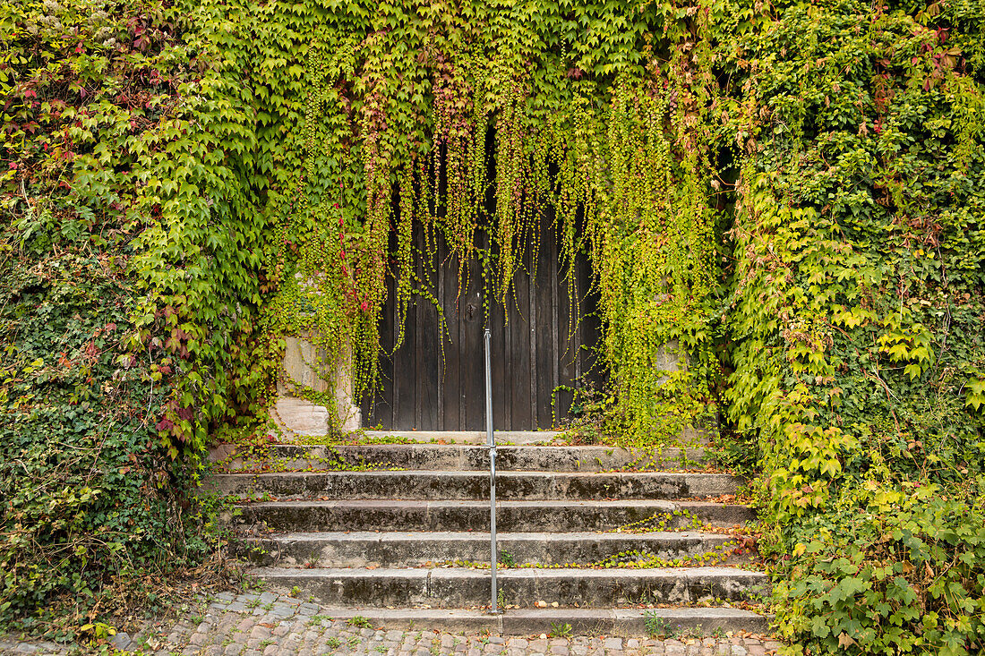 Overgrown gate at Landgraf-Philipp-Straße, Marburg, Hesse, Germany, Europe