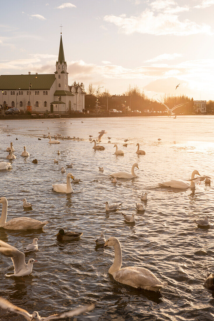 Fríkirkjan (Frikirkjan) church at sunset with swans swimming on the partially frozen Tjörnin lake, Reykjavik, Iceland, Europe