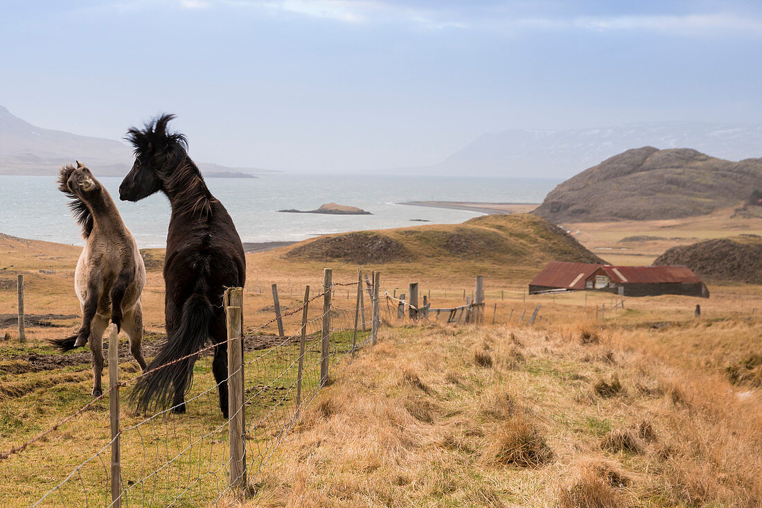 Island Ponies spielen auf einer Wiese mit Gräsern, Foraging, hvalfjördur, Island, Iceland, Europa