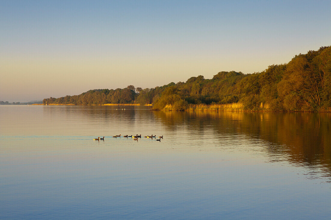 Morning mood at lake Mueritz, Mueritz-Elde-Wasserstrasse, Mecklenburgische Seenplatte, Mecklenburg-West Pomerania, Germany