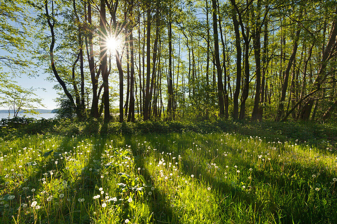 Am Schmollensee, Usedom, Ostsee, Mecklenburg-Vorpommern, Deutschland