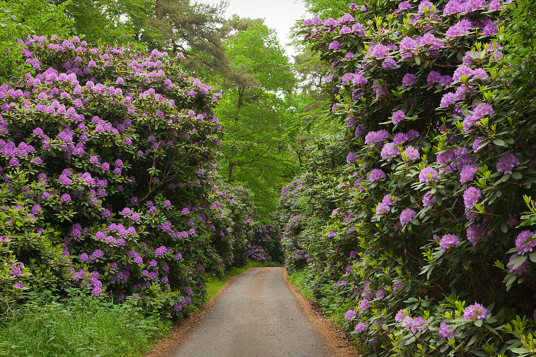 Rhododendron alley at Waldpark Semper, Ruegen,  Baltic Sea, Mecklenburg-West Pomerania, Germany