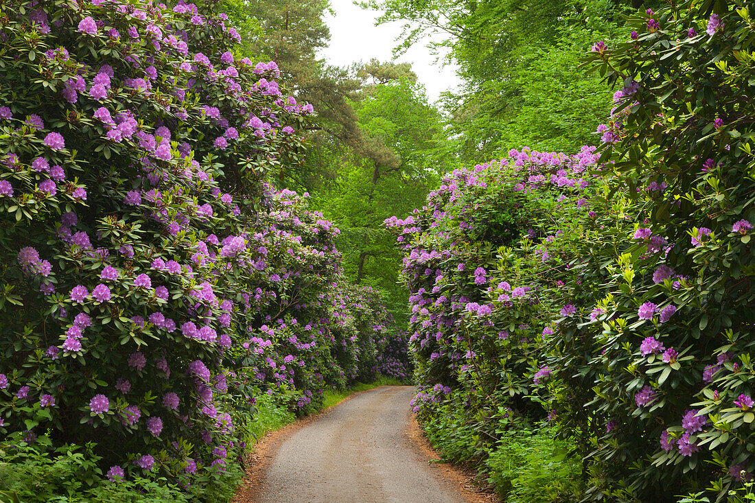 Rhododendron alley at Waldpark Semper, Ruegen,  Baltic Sea, Mecklenburg-West Pomerania, Germany