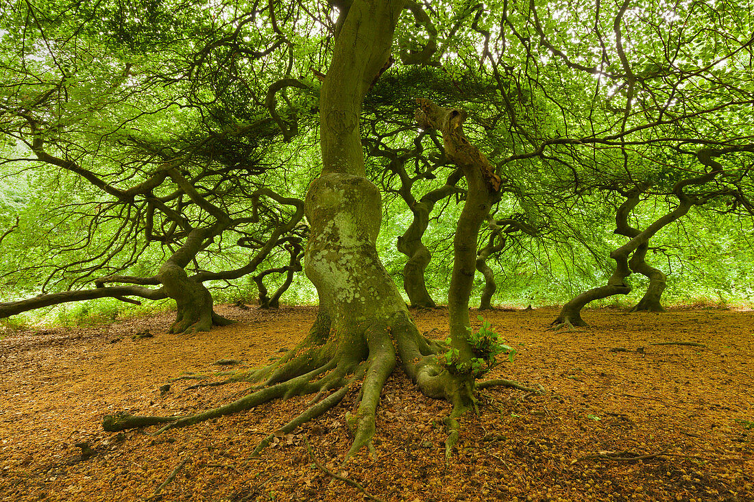 Süntelbuchen im Waldpark Semper, Rügen, Ostsee,  Mecklenburg-Vorpommern, Deutschland