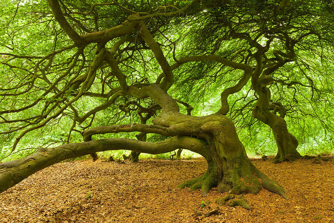 Beeches at Waldpark Semper, Ruegen,  Baltic Sea, Mecklenburg-West Pomerania, Germany