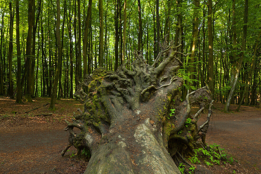 Roots of a fallen tree, Jasmund National Park, Ruegen,  Baltic Sea, Mecklenburg-West Pomerania, Germany