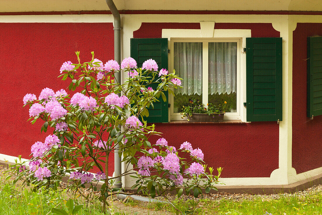 Rhododendron in front of a house at Waldpark Semper, Ruegen,  Baltic Sea, Mecklenburg-West Pomerania, Germany