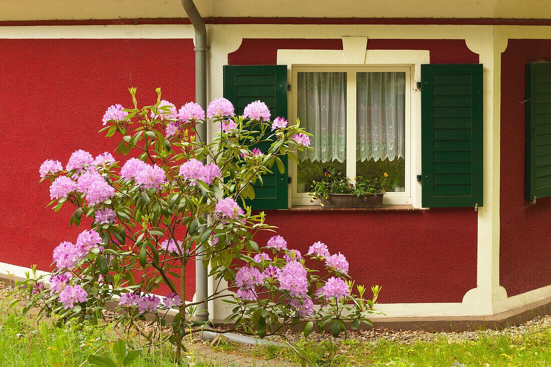 Rhododendron vor einem Haus im Waldpark Semper, Rügen, Ostsee,  Mecklenburg-Vorpommern, Deutschland