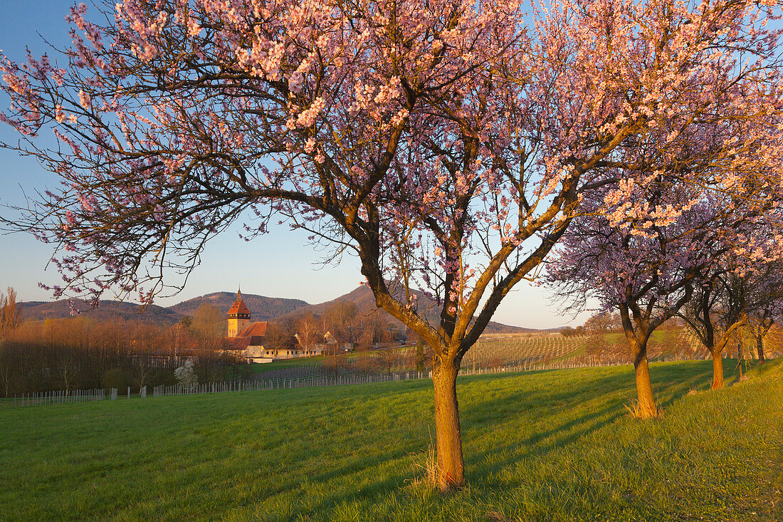 Blühende Mandelbäume am Geilweilerhof bei Siebeldingen, Mandelblütenweg, Deutsche Weinstrasse, Pfalz, Rheinland-Pfalz, Deutschland