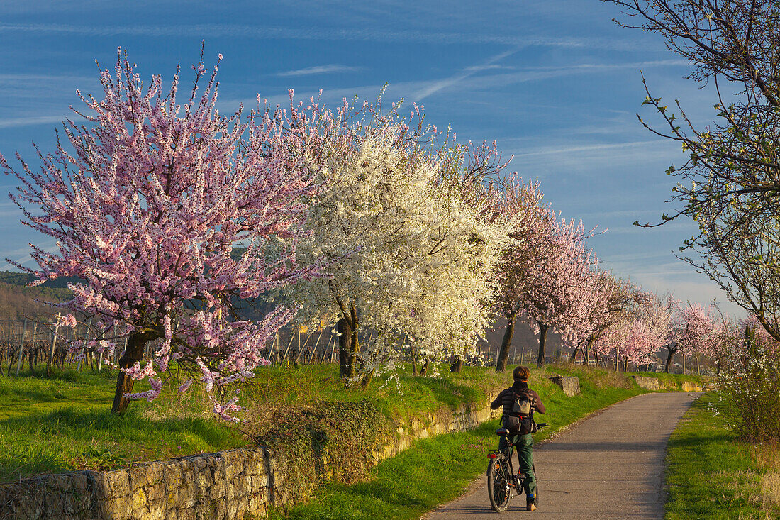 Blühende Mandelbäume, Mandelblütenweg, Deutsche Weinstrasse, Pfalz, Rheinland-Pfalz, Deutschland