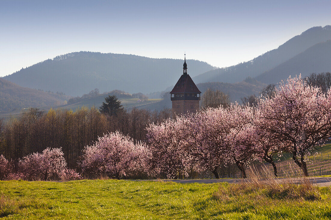 Almond blossom at Geilweilerhof, near Siebeldingen, Mandelbluetenweg, Deutsche Weinstrasse (German Wine Road), Pfalz, Rhineland-Palatinate, Germany