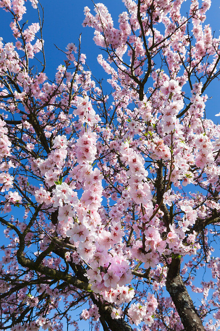 Mandelblüten, Mandelblütenweg, Deutsche Weinstrasse, Pfalz, Rheinland-Pfalz, Deutschland