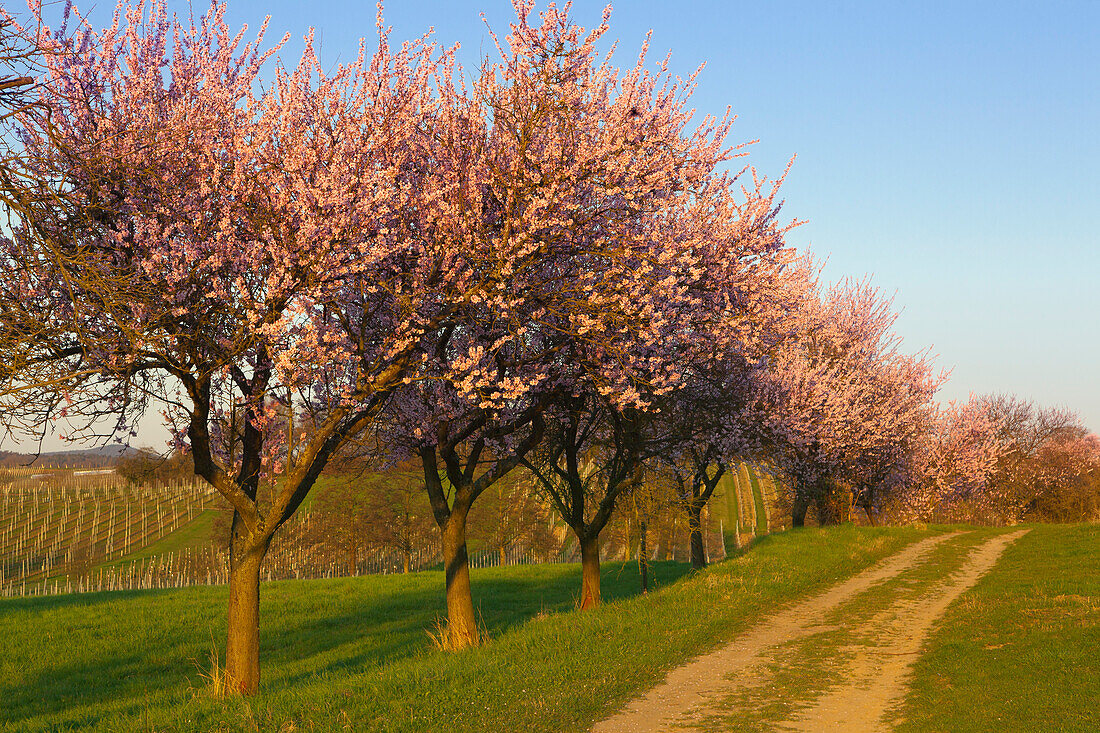 Blühende Mandelbäume, bei Siebeldingen, Mandelblütenweg, Deutsche Weinstrasse, Pfalz, Rheinland-Pfalz, Deutschland