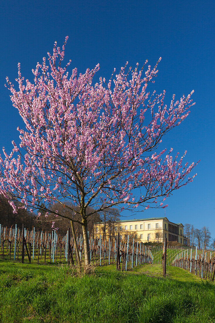 Blühender Mandelbaum, Villa Ludwigshöhe, Mandelblütenweg, Deutsche Weinstrasse, Pfalz, Rheinland-Pfalz, Deutschland