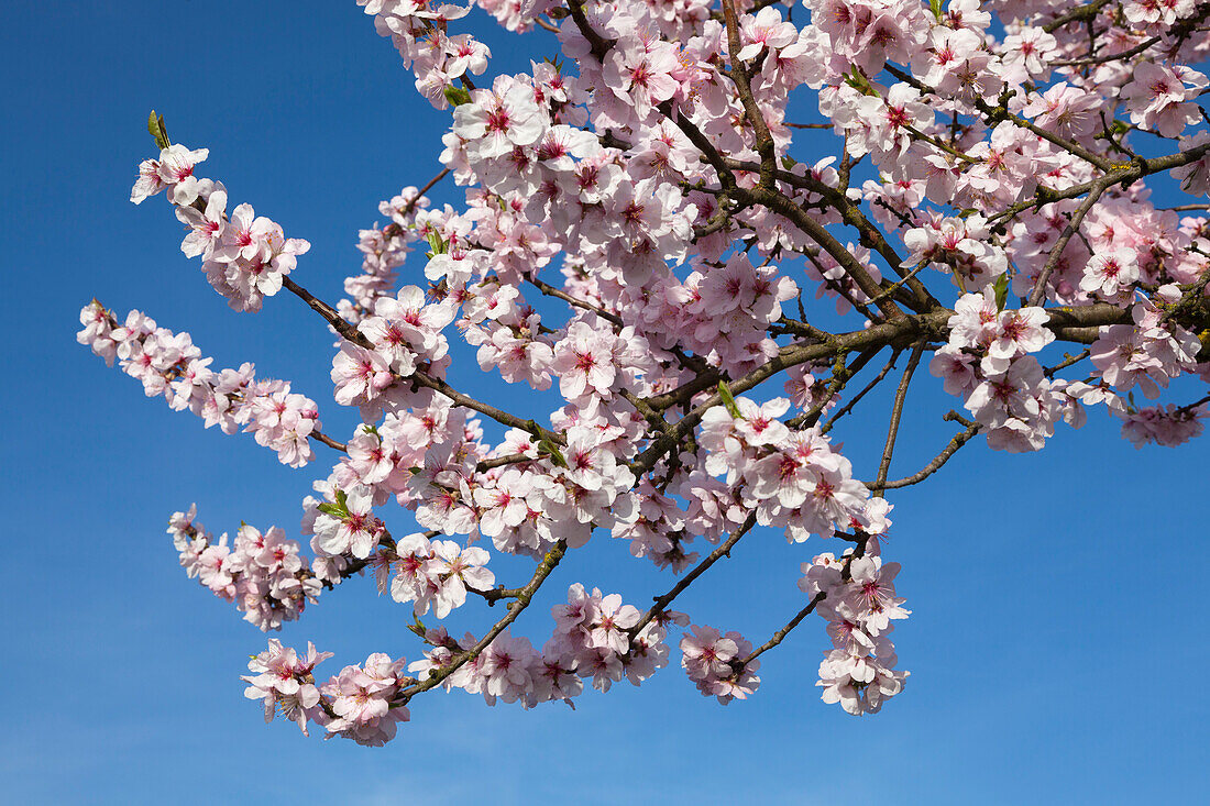 Mandelblüten, Mandelblütenweg, Deutsche Weinstrasse, Pfalz, Rheinland-Pfalz, Deutschland