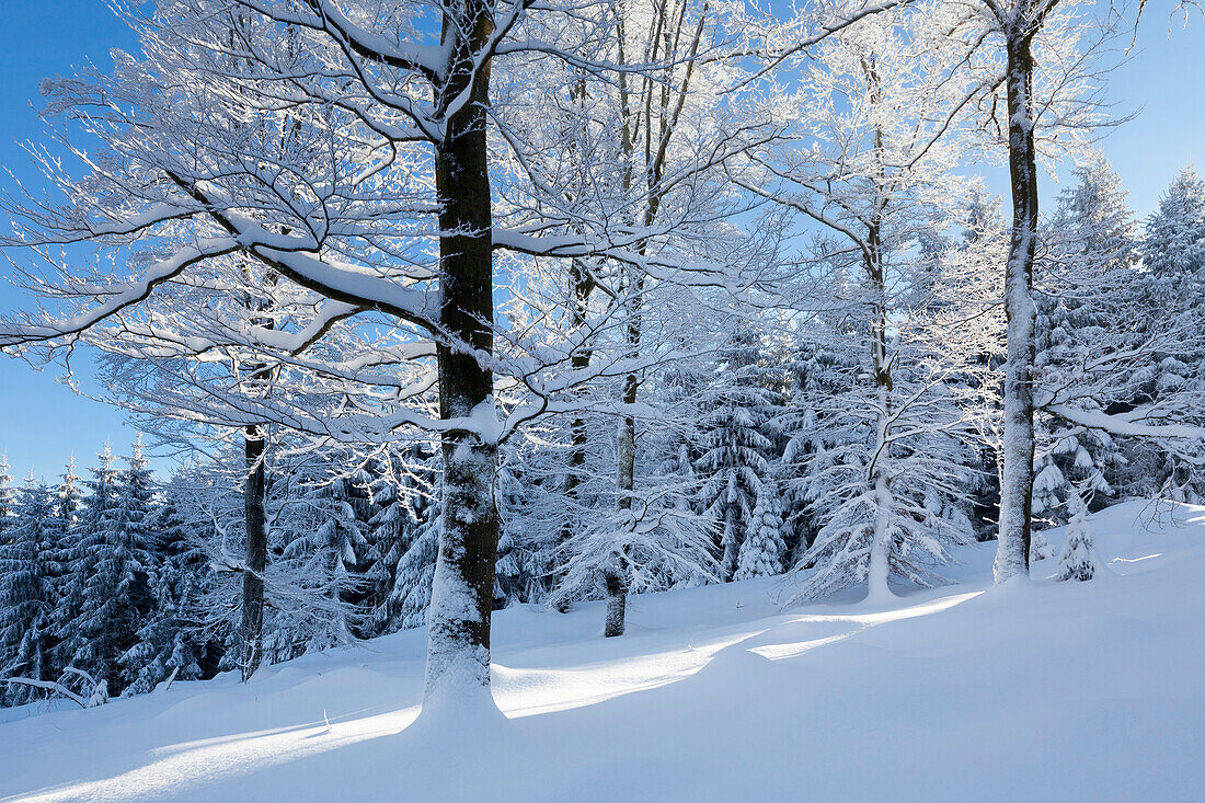 Winterlandschaft bei Olsberg, Rothaarsteig, Rothaargebirge, Sauerland, Nordrhein-Westfalen, Deutschland