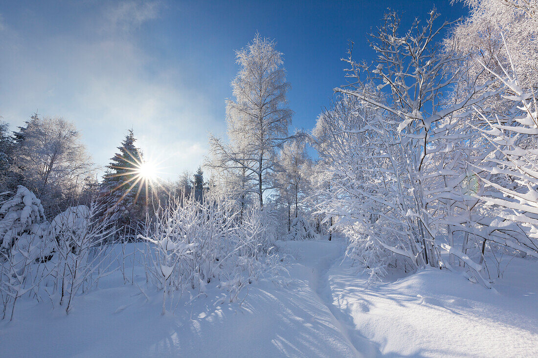 Winter landscape near Olsberg, Rothaarsteig hiking trail, Rothaargebirge, Sauerland region, North Rhine-Westphalia, Germany