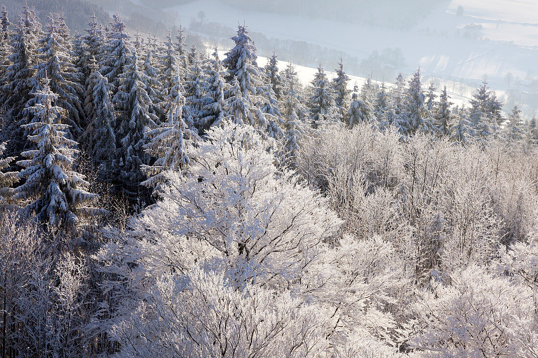 Blick vom Feldstein auf verschneite Bäume, Bruchhauser Steine, bei Olsberg, Rothaarsteig, Rothaargebirge, Sauerland, Nordrhein-Westfalen, Deutschland