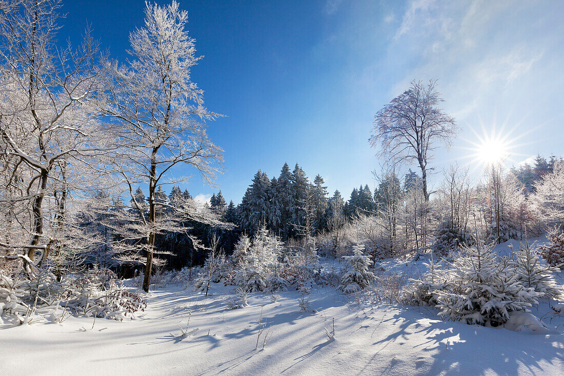 Winter landscape near Olsberg, Rothaarsteig hiking trail, Rothaargebirge, Sauerland region, North Rhine-Westphalia, Germany