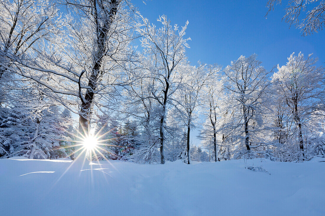 Winterlandschaft bei Olsberg, Rothaarsteig, Rothaargebirge, Sauerland, Nordrhein-Westfalen, Deutschland