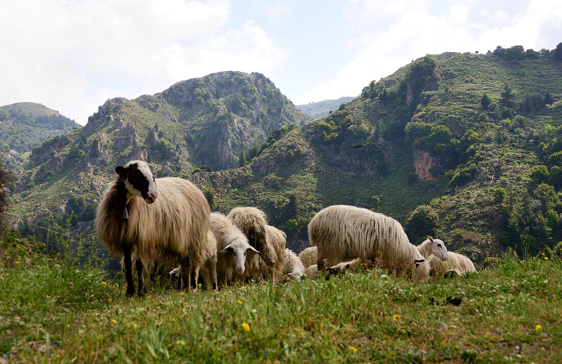 Sheep at the Irinis gorge, southwest coast, Crete, Greece