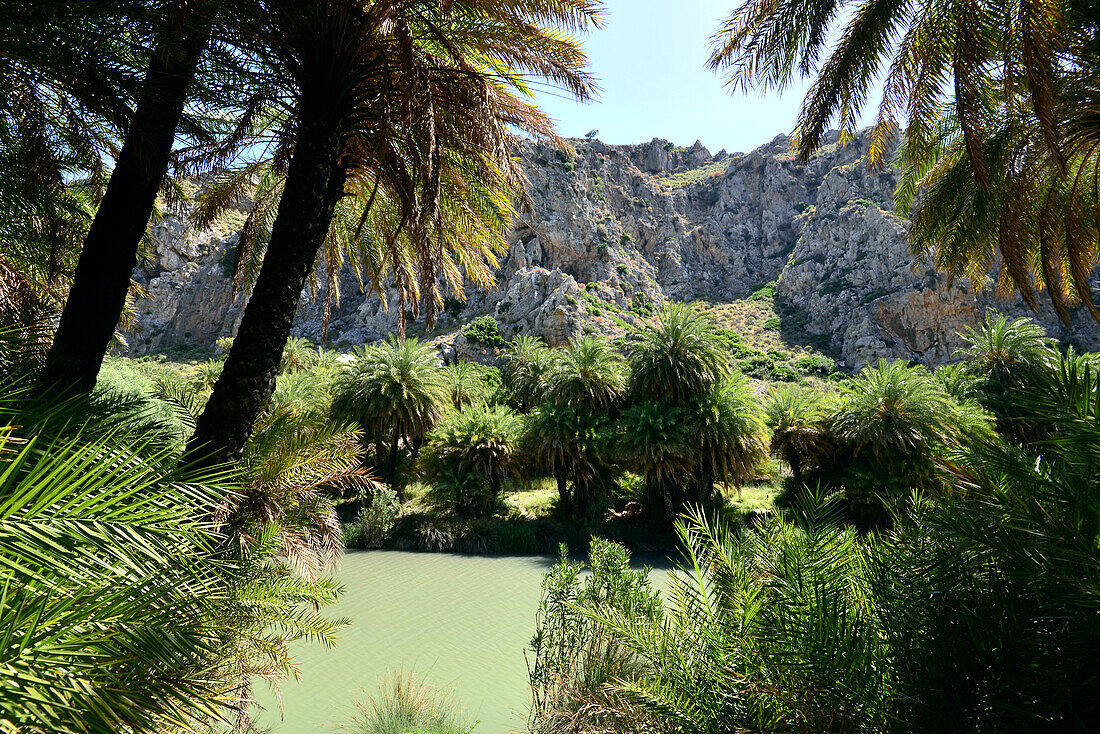 palm grove at the Beach of Preveli at the southwest coast, Crete, Greece