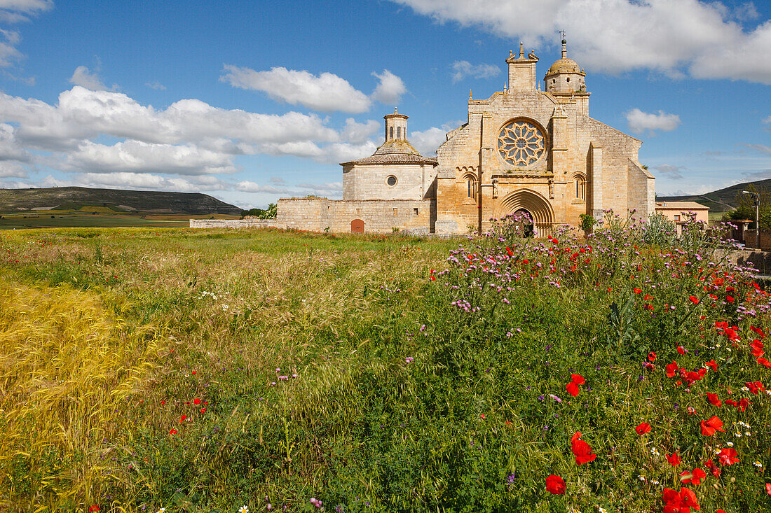 Feld, Mohnblüte, Mohn, Santa Maria del Manzano, Kirche, Kloster, Castrojeriz, Camino Frances, Jakobsweg, Camino de Santiago, Pilgerweg, UNESCO Welterbe, europäischer Kulturweg, Provinz Burgos, Altkastilien, Castilla y Leon, Nordspanien, Spanien, Europa