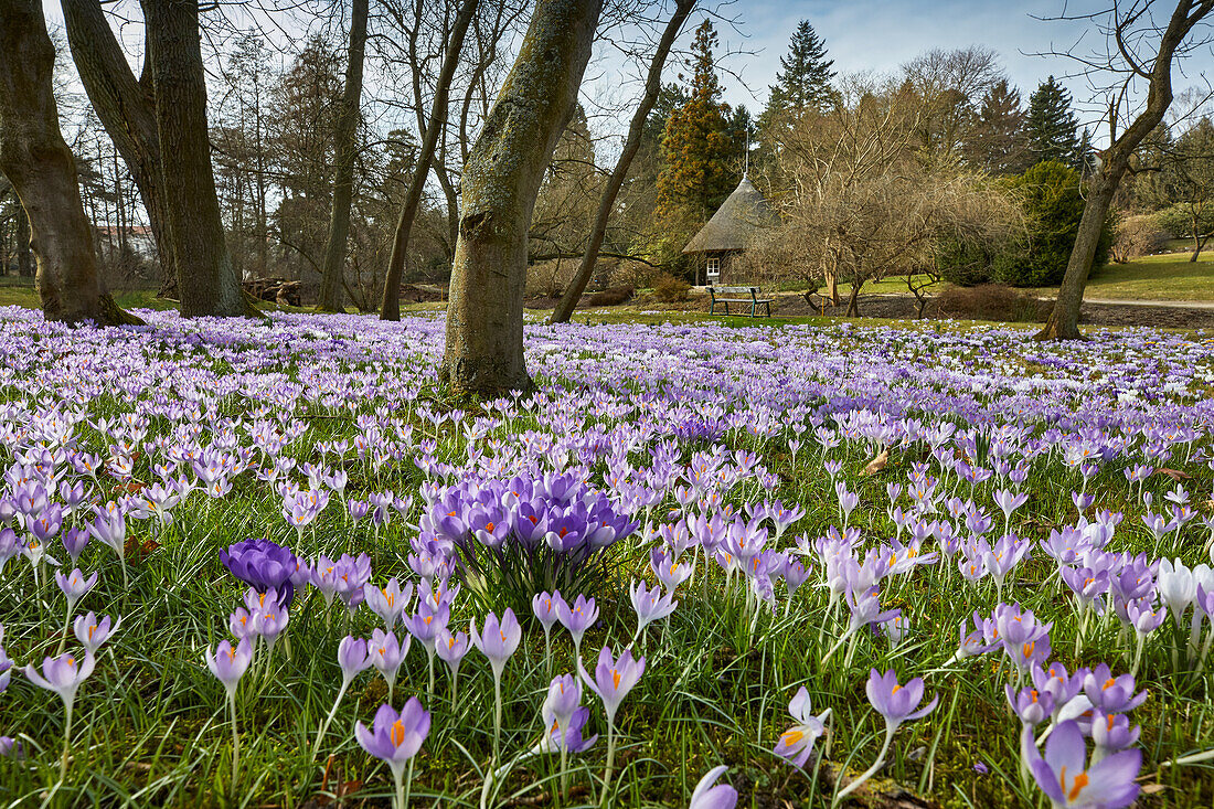 Krokusblüte im Botanischen Garten in Rostock, Mecklenburg Vorpommern, Deutschland