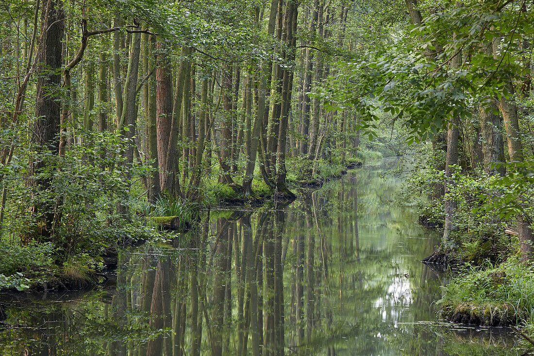 Morgenstimmung am Leiper Weggraben, Spreewald, Brandenburg, Deutschland