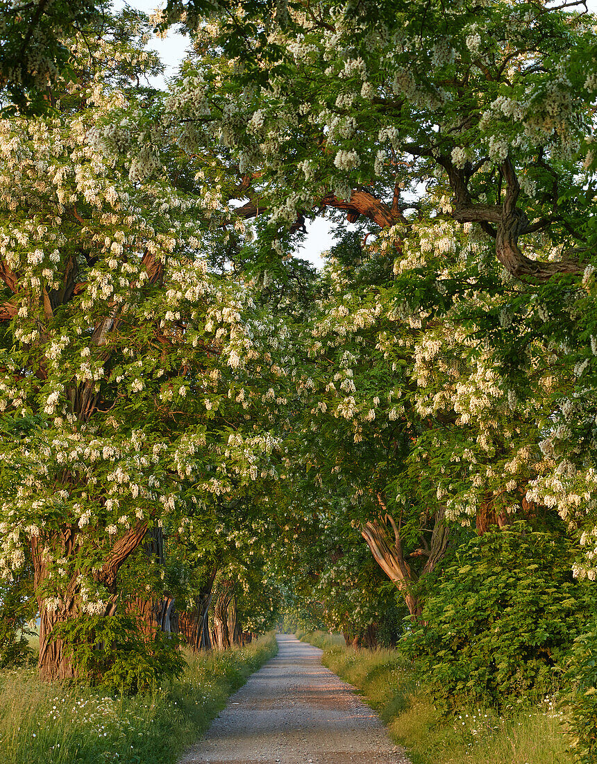 Robinia alley in Basedow, Mecklenburg-Vorpommern, Germany