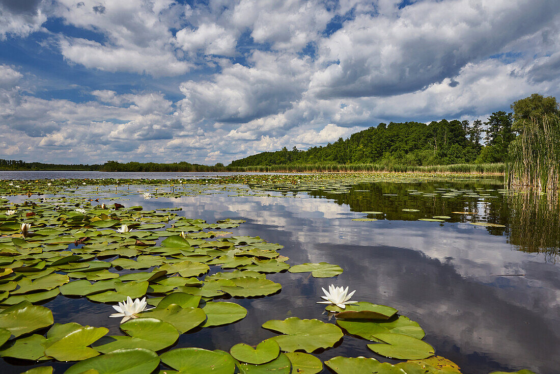 Water lily on lake Bugker, Gross Schauener Seenkette, Brandenburg, Germany